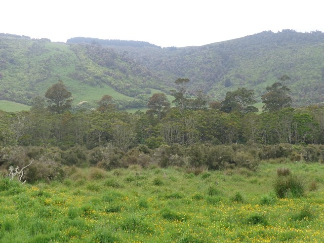 Trees. Some kind of eucalyptus, I think.