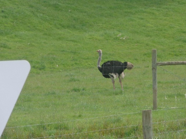 I think it's an ostrich.