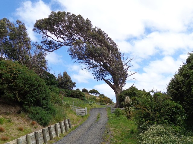 I'm pleased by the way this tree has grown because it suggests that the prevailing wind along this c...