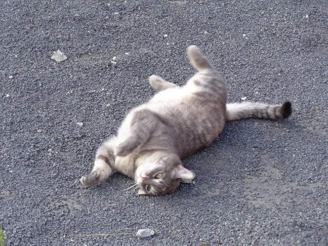 This cat welcomed me to the hotel car park by meowing, then rolled around in the gravel.