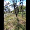 In the 37 years since the railway closed, these trees have grown up and, by the look of them, been i...