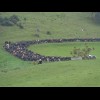 The start of a long queue of cows.