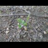 A tiny oak seedling growing under the parent tree.