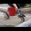Penguins being fed.