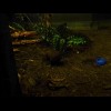 This is a rather poor picture because of the low light but you might be able to see the kiwi. It's i...