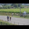 Two cyclists and a vineyard with sheep in it.