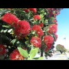 On close inspection, the red tree which was providing the shade in Wairoa looks to be closely relate...