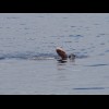 A swimmer in another lake, photographed while I was waiting at yet more roadworks. Unusually, these ...