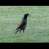 This is a type of bird that I first saw in Melbourne about six weeks ago but I haven't been able to ...