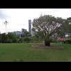 Brisbane and a bottle tree.