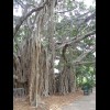 A Banyan. Some of its roots have been tied up or draped over other branches to stop them taking root...