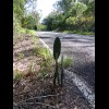 A cactus by the roadside.