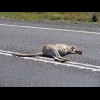 The first of several dead kangaroos I saw over the course of a couple of hours. Later in the day, I ...