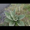 I've encountered a few of these along the roadside. The leaves in the middle are very fuzzy. Creativ...