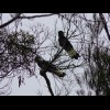 People commenting on these pictures have now imformed me that these are Yellow Tailed Black Cockatoo...