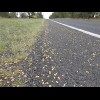 For a couple of kilometres, the road shoulder has been covered in corn kernels. I don't know why. Th...