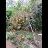 This is a Chinese Lantern tree. I know that because the owner caught me taking a photograph of it an...