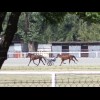 Harness racing horses in training.