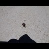 I helped this beetle get back onto its feet but then found that there were many more like it on the ...
