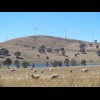 Sheep and a wind farm.