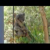 A sleepy koala.