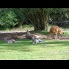 Red kangaroos.