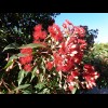 This looks like another bottlebrush tree. I haven't seen one since New Zealand. It's popular with th...