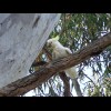 A noisy cockatoo, not that there's any other kind.