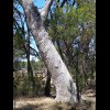 An interesting pattern in the tree bark.