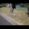 Insulators from the overhead power lines outside my motel, which are being replaced. Like I had been...