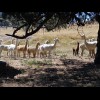 These llamas were lying in the shade but got scared and jumped up when I stopped next to them. Now t...