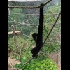 Gibbon.