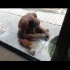 This orangutan was intently dismantling a scrubbing brush.