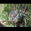 This koala is wet because there's a nozzle at the top of its tree spraying a fine mist.