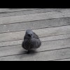 A funny fluffy bird.