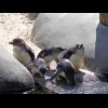 Penguins! If you were paying attention throughout the New Zealand sections, you will known that thes...
