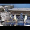Apparently, the keepers have just changed from feeding them over here to feeding them in the water r...