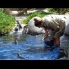 Feeding penguins.