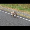 I never expected to see a koala just walking along the road like this. I thought they spent all thei...
