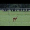 This little deer was all on its own in quite a large field. It was standing very still. There were a...