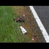 This duck seems to have had an accident with one of the roadside markers. Strangely, the marker has ...