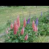 Lupins.