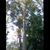 Just a gum tree in the garden.