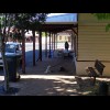 Dogs outside the convenience store, which isn't very convenient as it closes at 5:30 in the evening.