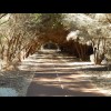 The cycle path through a tunnel of trees.