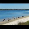 I think all the swans I've seen in Australia and New Zealand have been black. It will be strange to ...