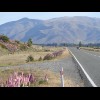 Here they like their lupins pink. Twizel, my destination for today, calls itseld "Town of Trees...