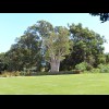 Apparently this whole live tree was brought 3000 km from the Kimberley region because it was in the ...