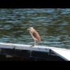 Another bird standing on the waterski jump ramp.