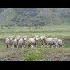 All the sheep I would see today would be merinos. They're funny looking things.